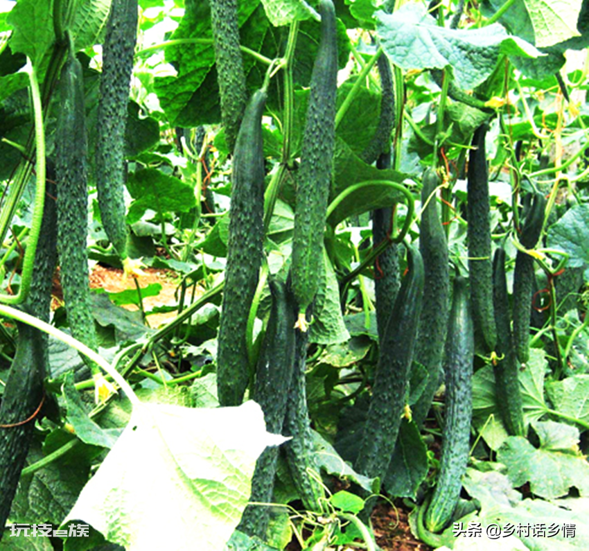 夏天可以种什么菜最合适(适合种植五种高产蔬菜品种)-图片3